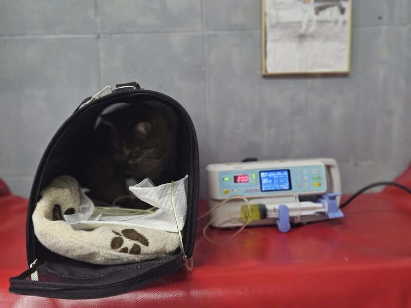 Hidro Vet Care - Cabinet veterinar sector 3