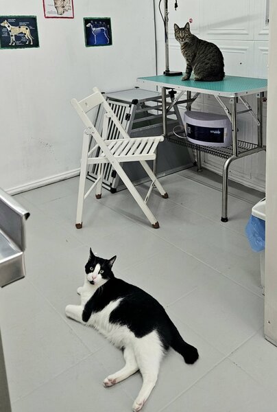Hidro Vet Care - Cabinet veterinar sector 3