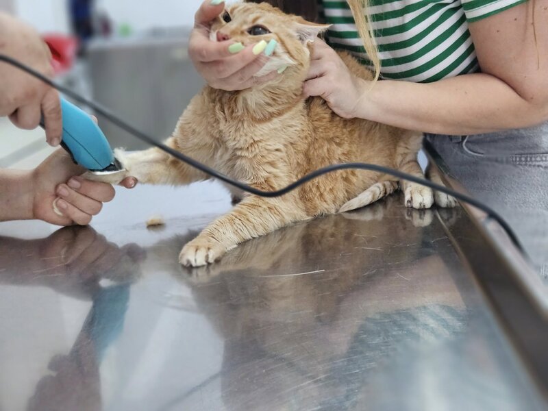 Hidro Vet Care - Cabinet veterinar sector 3